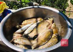 Illustration of how to make crucian carp tofu soup 1