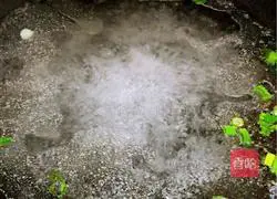 Illustration of how to make loofah and fresh clam soup 4