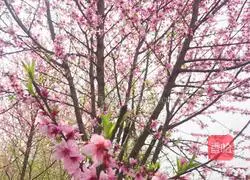 Peach blossom egg custard recipe 1