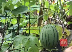 Illustration of how to make watermelon rind and rock sugar water 1