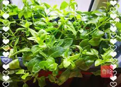 Cold Andrographis paniculata (quickly prepared) Ready in 5 minutes) Illustration of how to do it 1