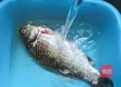 Fresh mushrooms Illustration of how to make milky white crucian carp soup 2