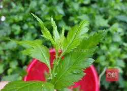 Illustration of making chrysanthemum leaf egg soup 2