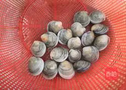 Fresh Clam and Winter Melon Soup Illustration 11