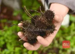 March The third important thing is to eat local vegetables and boiled eggs.Illustrations of Chinese traditional customs that cannot be forgotten 2