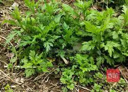 Wild Chrysanthemum Head and Egg Soup Recipe Illustration 1