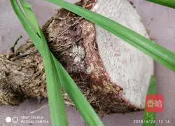 Illustration of how to make steamed taro dumplings 1