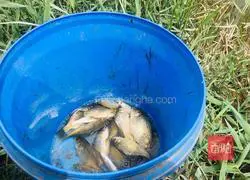 Illustration of how to make chives and crucian carp soup 1