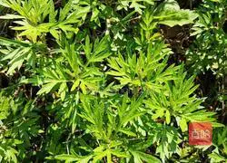 Illustration of how to make mugwort cake 1