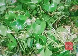 Illustration of how to make black-bone chicken and thunder gong root soup 1