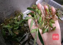 Illustration of how to make stone olive abalone ribs 1