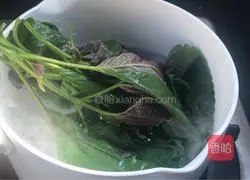 Illustration of how to make perilla rock sugar water 3