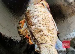 Illustration of how to make crucian carp white jade soup 2