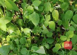 Xuetong egg soup recipe 1