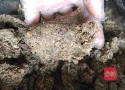 Walnut multigrain cake recipe illustration 5