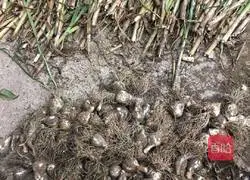 Illustration of how to make salted garlic 1