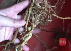 Illustration of how to make chicken stewed with parsnips 3