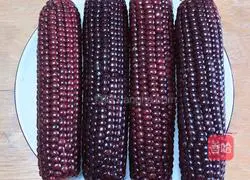 Illustration of how to make black corn and walnut milk drink 1