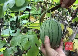 Watermelon ice powder recipe 6