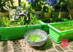 Illustration of how to make spinach steamed buns 12