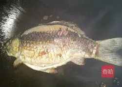 Douban crucian carp recipe illustration 3