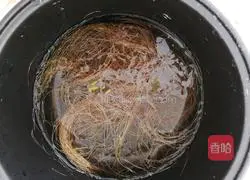 Corn Silk Tea Recipe Illustration 4