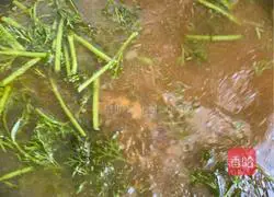 Illustration of how to make braised noodles with fennel 19