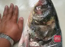 Stewed Fish head tofu soup recipe 1