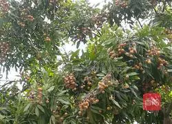 Longan milk Illustration of how to do it 1