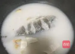 Illustration of how to make crucian carp tofu soup 11
