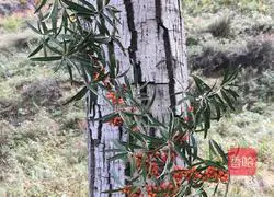 Illustration of how to make sea buckthorn juice 2