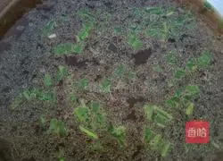 Illustration of how to make cabbage and meatball soup 5