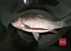 Illustration of how to make crucian carp tofu soup 2