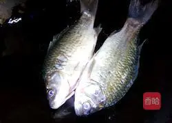 Illustration of how to make crucian carp tofu soup 5