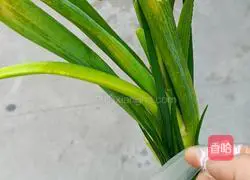 Carrot, Yam and Spare Ribs Soup Illustration 1