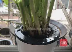 Illustration of how to make noodles with scallion oil (essence version) 2