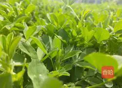 Alfalfa Egg Pancake Recipe Illustration 1