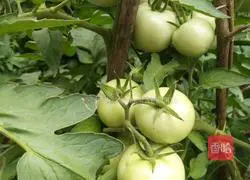 Illustration of how to make tomato sauce scissor noodles 4