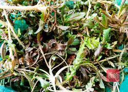 Illustration of how to make shepherd's purse stewed with black bone chicken soup 4