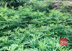 Illustration of how to make mugwort glutinous rice cake 1