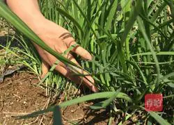 Illustration of how to make leek and tofu dumplings 1