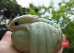 How to make colorful steamed buns 9