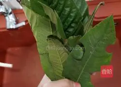 Illustration of how to cook loquat leaves 1