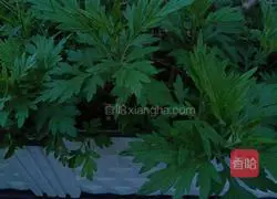 Illustration of how to make moxa leaf and egg soup to prevent colds 1