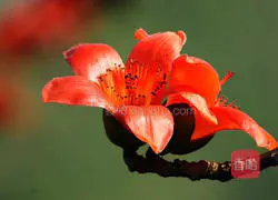 Illustration of how to make kapok soup (Guangdong dehumidification soup) 1