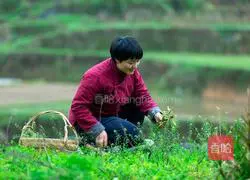 Eat on March 3rd Illustration of traditional Chinese customs of cooking boiled eggs with local vegetables 1