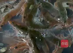 Illustration of how to make boiled shrimp 2