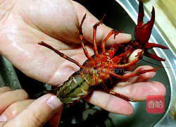Spicy crayfish recipe 1