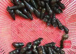 How to braise snails in vinegar Illustration 1