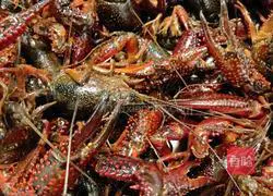 Illustration of braised prawns (crayfish) in oil 1